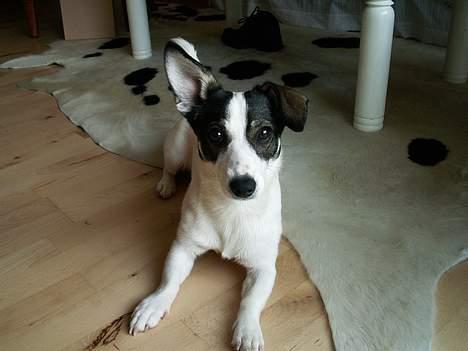 Blanding af racer Oscar billede 5