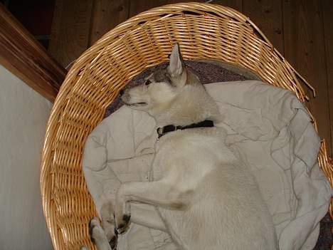 Siberian husky Maggi - Maggi elsker at sove når kl.20 går hun til ro! billede 7