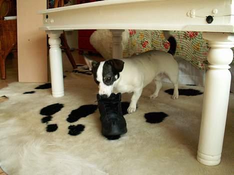 Blanding af racer Oscar - Oscar hugger en sko billede 6