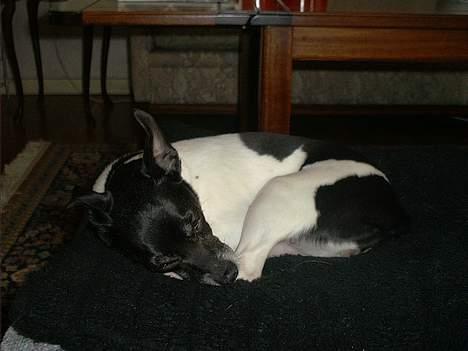 Dansk svensk gaardhund Pjevs - Død - Tager lige en slapper foran brændeovnen i stuen.. arhh.. dejlig blødt... billede 11