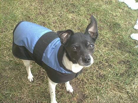 Dansk svensk gaardhund Pjevs - Død - Godt bileld af Pjevs billede 12