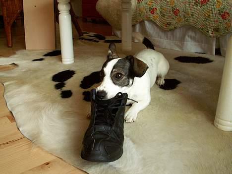 Blanding af racer Oscar - "Kom at tag mig" siger oscar billede 7