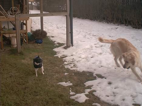 Dansk svensk gaardhund Pjevs - Død - Nu spiser jeg dig altså Gipzy hvis du ikke holder op billede 13