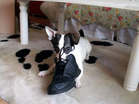 Blanding af racer Oscar - Der er han igen med skoen billede 8