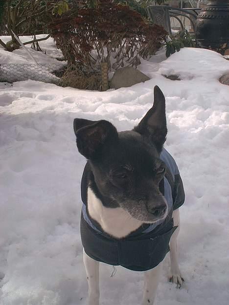 Dansk svensk gaardhund Pjevs - Død - Smukke model Pjevs, med frakke på billede 14