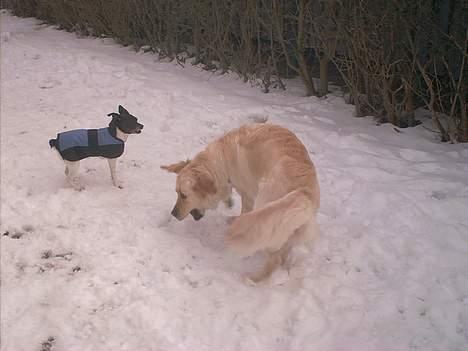 Dansk svensk gaardhund Pjevs - Død - Vov vov.. Gipzy jeg gidder ikke lege nu.. lad vær med at skubbe til mig billede 15