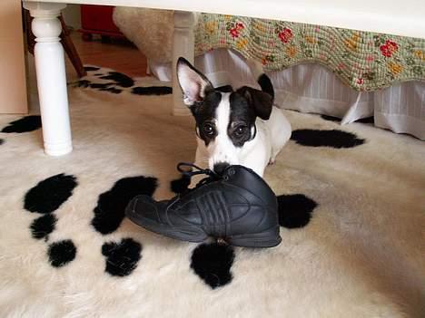 Blanding af racer Oscar - Og IGEN billede 9