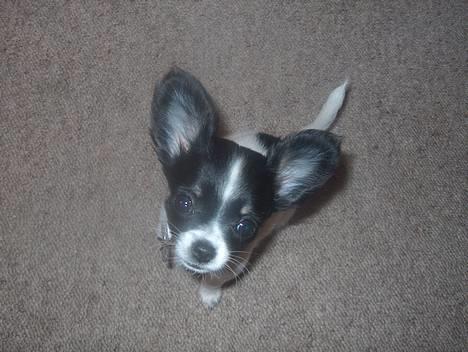 Chihuahua Tjalfe R.I.P Juni 2011 - Hej! Jeg Er TJALFE billede 1