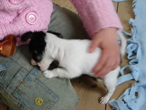 Chihuahua Tjalfe R.I.P Juni 2011 - Det er bestemt svært at holde sig fra C´s Bukse spænde.........Man er vel nysgerrig billede 2