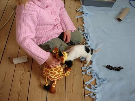 Chihuahua Tjalfe R.I.P Juni 2011 - Girafen Tjalfes Favorit nr. 1! billede 3