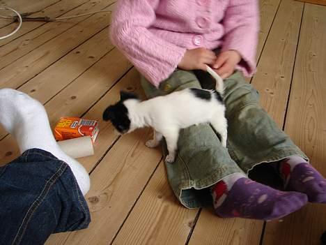 Chihuahua Tjalfe R.I.P Juni 2011 - HVa´er nu det.........Juuuiiiiiiceeee........!!!!!......You wish Tjalfe...vand til dig=0) billede 4