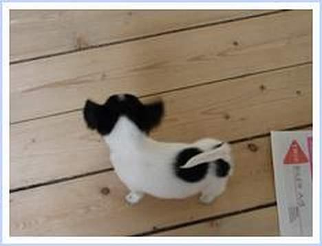 Chihuahua Tjalfe R.I.P Juni 2011 - billede siger du ...ok jeg er den der er smuttet... billede 7