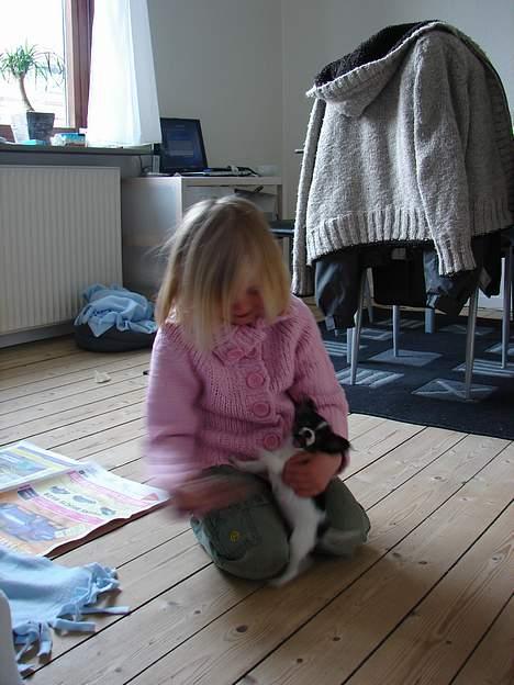 Chihuahua Tjalfe R.I.P Juni 2011 - ja jeg kan godt være lidt vild.... billede 8