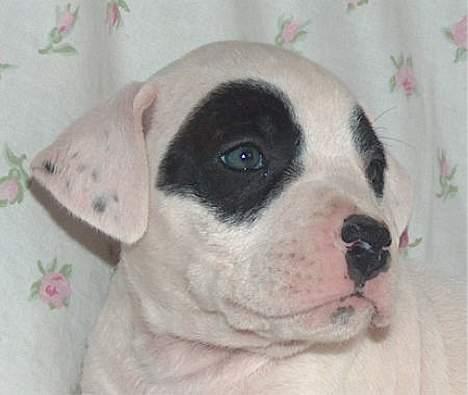 Blanding af racer Cayla billede 1