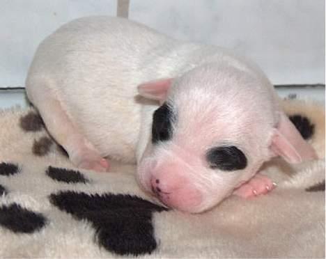 Blanding af racer Cayla billede 2