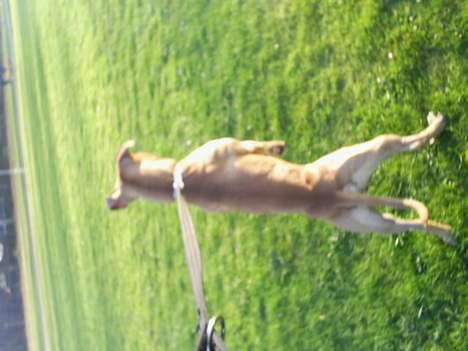 Amerikansk staffordshire terrier 2pac billede 15