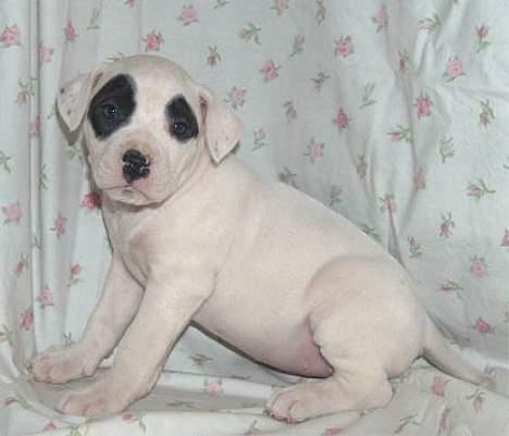 Blanding af racer Cayla billede 3