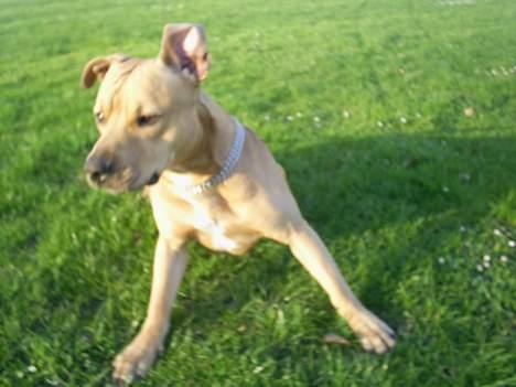 Amerikansk staffordshire terrier 2pac billede 16
