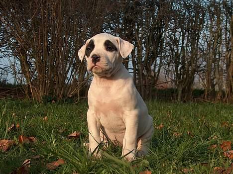 Blanding af racer Cayla billede 4