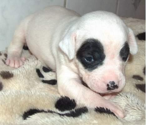 Blanding af racer Cayla billede 5