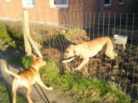 Amerikansk staffordshire terrier 2pac billede 17