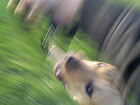 Amerikansk staffordshire terrier 2pac billede 18