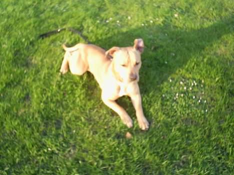 Amerikansk staffordshire terrier 2pac billede 19