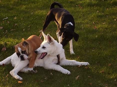 Blanding af racer Snemand - snemand, cato og gustav billede 14