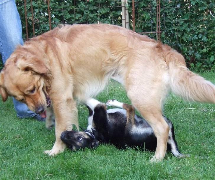 Blanding af racer Snemand - Cato og snemands første møde billede 15