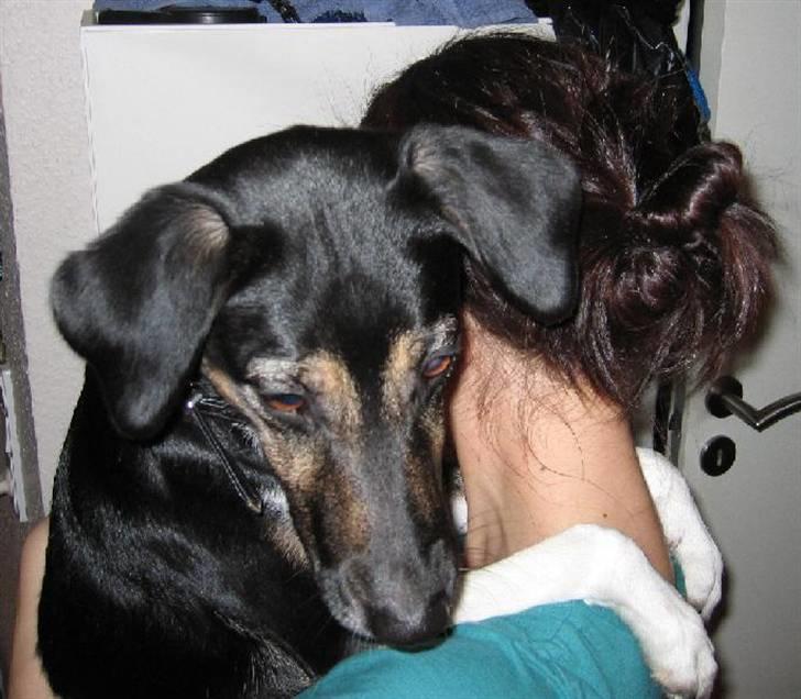 Blanding af racer Snemand - Snemand og Gustav billede 16