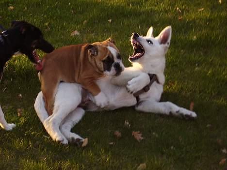 Blanding af racer Snemand - ude at lege med cato og naboens bulldog:) billede 17