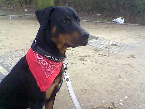 Blanding af racer Kenzo  - 1. Maj billede 1