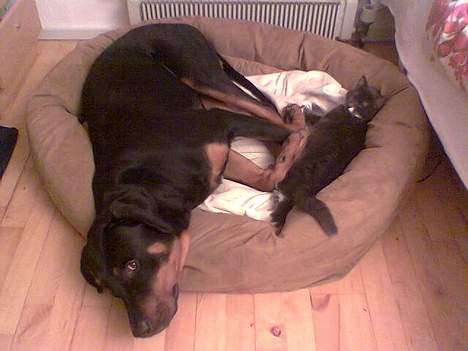 Blanding af racer Kenzo  - Hey Mille, du fylder.. billede 2