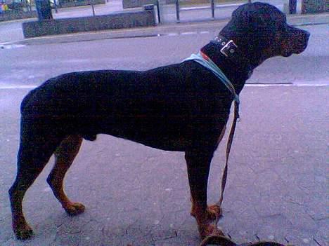 Blanding af racer Kenzo  billede 3