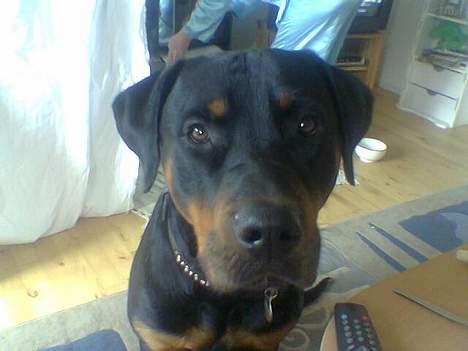 Blanding af racer Kenzo  billede 4