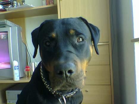 Blanding af racer Kenzo  billede 5