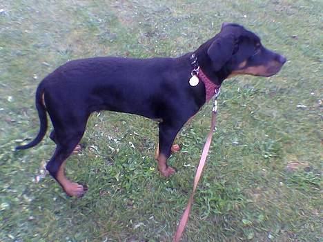 Blanding af racer Kenzo  billede 6