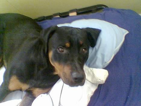 Blanding af racer Kenzo  billede 7