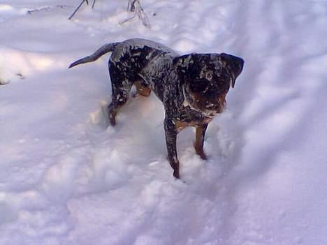 Blanding af racer Kenzo  - Kenzo, den afskyelige snehund..  billede 8