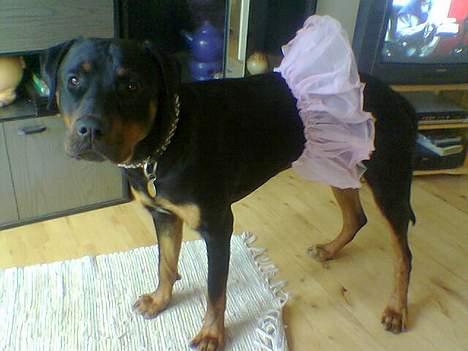 Blanding af racer Kenzo  - Grr, er blevet tvunget ned i denne lille lækre sag.. billede 9