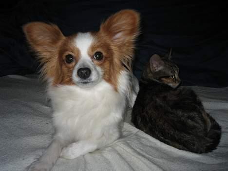 Papillon Tjita - Tjita og lille mis. De ELSKER hinanden og ligger gerne "arm i arm"  billede 11