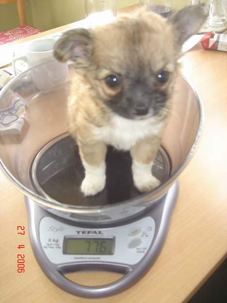 Chihuahua Kiwi - Kiwi 8 uger billede 3