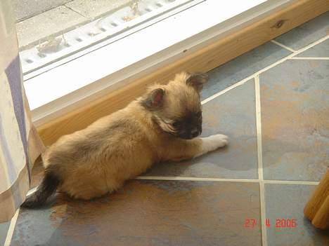Chihuahua Kiwi - 8 uger billede 4
