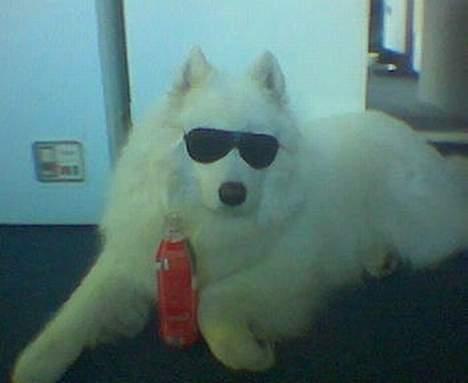 Samojedhund samtrail born Nuuk *R.I.B - Hallo I AM NUUK billede 15