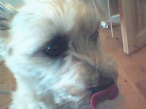 Cairn terrier Mads - Jeg er fornærmet billede 7