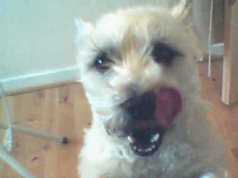 Cairn terrier Mads - Her har mig og mor lige spist is :) billede 8