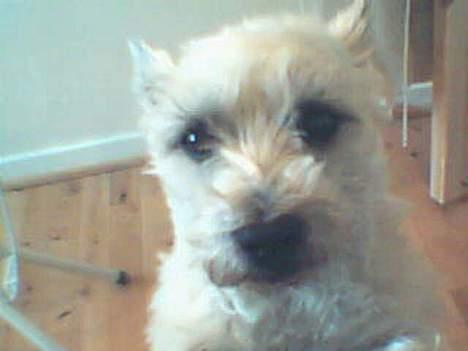 Cairn terrier Mads - Mor gider ikk ta mig op igen.. ikk efter jeg pruttede på hende.. dumme mor.. billede 9