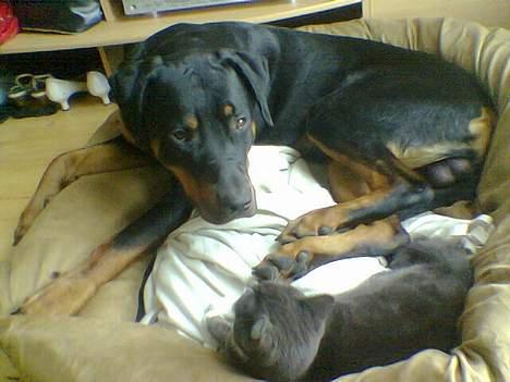 Blanding af racer Kenzo  billede 10