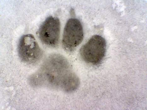 Blanding af racer Kenzo  - Min autograf.. billede 11