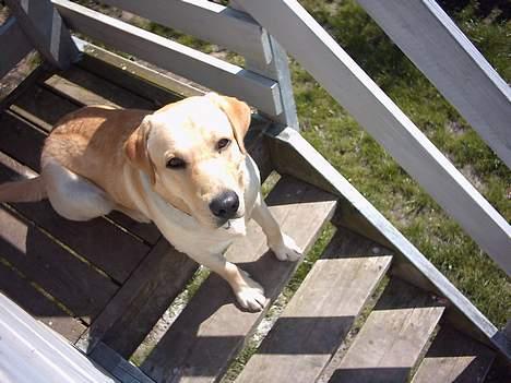 Labrador retriever Balou (RIP) - forbenen på 2 trin og resten på det første , dejlig hund var ? billede 16